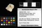 Foto (Objekt + Etiketten) von Eodromites grandis (von Meyer, 1857) 